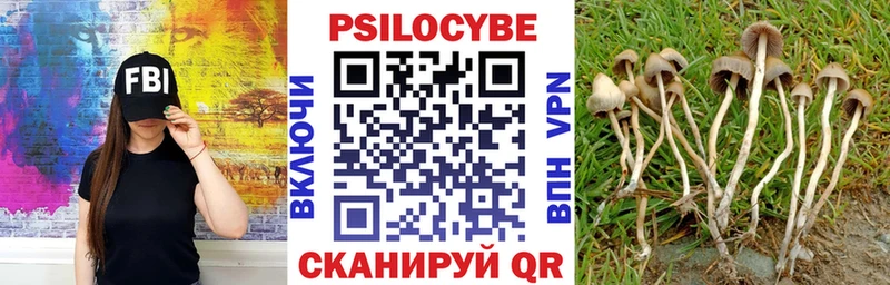 Купить  Шлиссельбург  Псилоцибиновые грибы мицелий 
